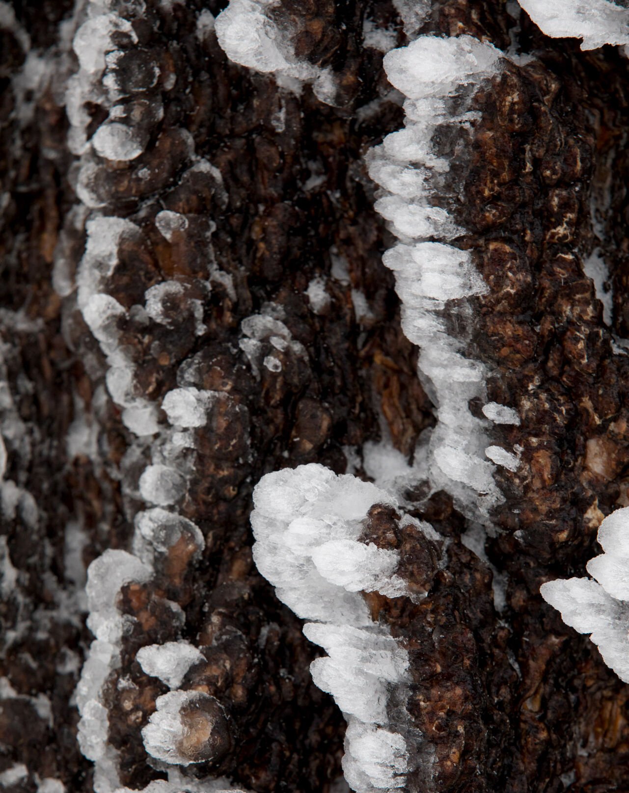 Snow in the Santa Catalina Mountains
